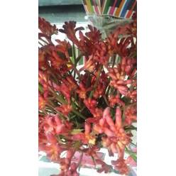 Anigozanthos Ov. Rojo 70cm