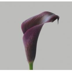 Calla Odessa 40cm