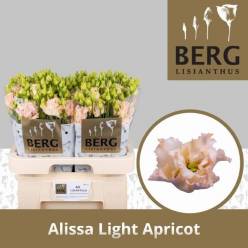 Lisiantus Hol. Alissa L Apricot 70cm 55gr "T10"