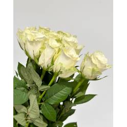 Rosa Hol. Athena 70cm