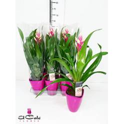P. Guzmania Candy Luxe 14/55cm "CC6" Decorum +Ceramica