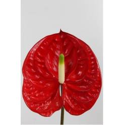 Anthurium Hol. Eterno X16 Rj
