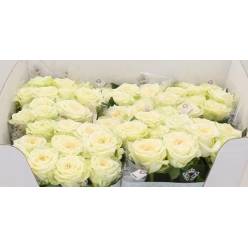 Rosa Hol. Juwena 50cm