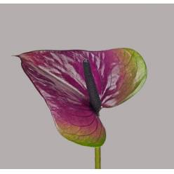 Anthurium Hol. Rembrandt Purple 15  "CC10"