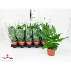 P. Spathyfilium Alana 12/45cm x10 3+flores