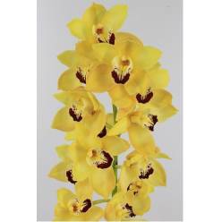 Cymbidium x6 Coocksbridge Am. 80cm