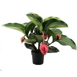 P. Medin Mag Flamenco17/60cm x4 +3Flores