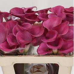 Calla Fantasia 60cm