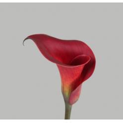 Calla Red Charm 50cm Roja