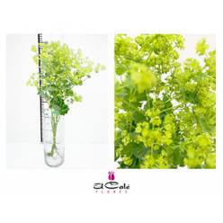 Alchemilla Robustica 60cm x10 tall