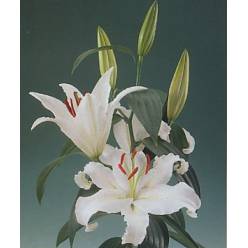 Oriental Hol. Bl. Helvetia 80cm 4 fl.