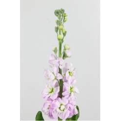 Aleli Hol. Figaro Rose 55cm "T10"