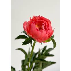 Peonia Nac. Coral Charm 60cm