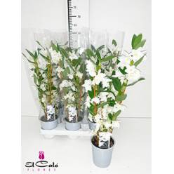 P. Orq. Dendrobium N.S.C Apollon 12/50cm x6 2Tall.