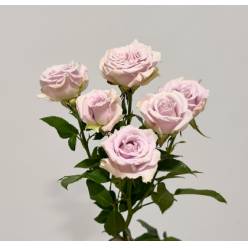 Ramificada Silver Shadow 50cm Malva