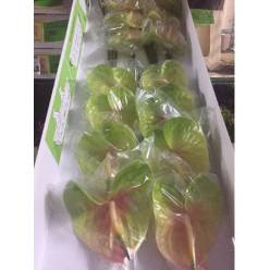 Anthurium Hol. Lucardi �11  "CC16"