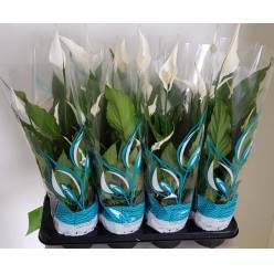 P. Spathyfilium Sweet Chico 13/55cm x8 5+flores