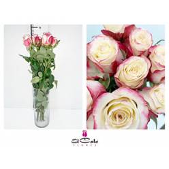 Rosa Hol. Sweetness 60cm x10 (7 Dias-2)