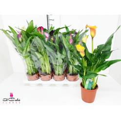 P. Calla Mixta 5Kl 13/50cm x8 +5 Flores