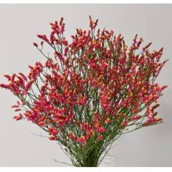Limonium Nac. Hibrido Rojo 80cm Paq.