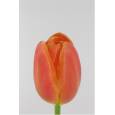Tulipan Hol. Orange Juice 40cm