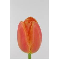 Tulipan Hol. Orange Juice 40cm