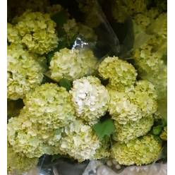 Viburnum Roseum 60cm 4bl