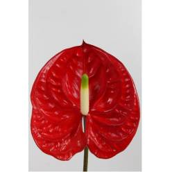 Anthurium Hol. Eterno Rj. 15  "CC10"
