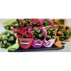 P. Kalanchoe B Ge Rf Mixto 5 Kl 10.5/24cm "CC10"