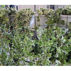 P. Hedera He Goldchild 17/100cm