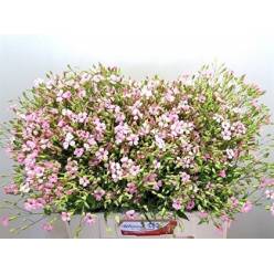 Saponaria Ov Roze 60cm "Paquete"