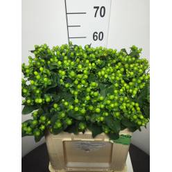 Hypericum Hol. Coco Bamboo 70cm x10 Ve