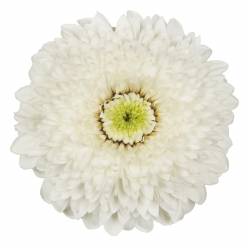 Gerbera Mini Hol. Bv Amando Bl. "T20"