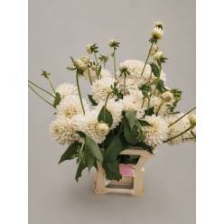 Dalia Hol. Overig Blanca 65cm "T20"