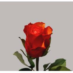Rosa Hol. Espa�a 60cm