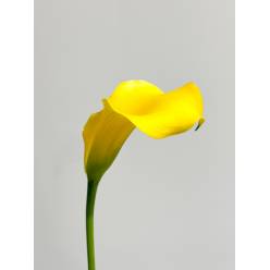 Calla Gold Medal 50cm