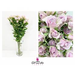 Ramificada Silver Shadow 60cm Malva