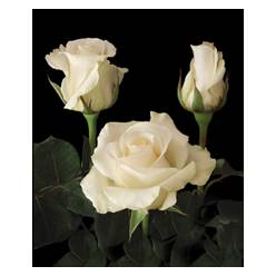 Rosa Hol. Ov Blanca 60cm
