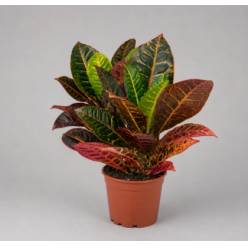 P. Croton Hol. Petra 13/40cm x8