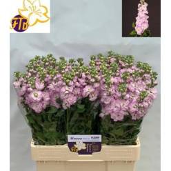 Aleli Hol. Mathilda Pink 60cm "T10"