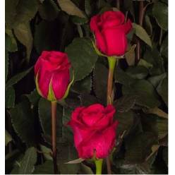 Rosa Ecu. Queenberry 50cm Fu