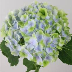 Hortensia Hol. Verena Blue Classic 50cm 16/18