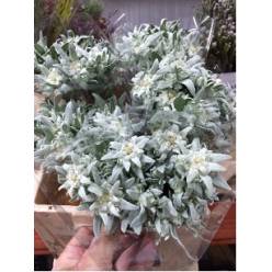Leontopodi Plata 30cm ( Edelweiss )