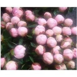 Peonia Hol. Angel Cheeks 55cm Rs