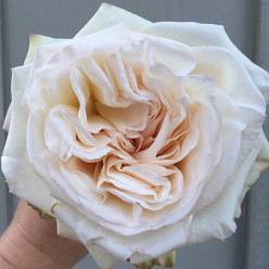 Rosa Hol. White O'hara 50cm