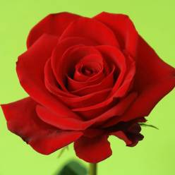 Rosa Ecu. Freedom 50cm (7 Dias-2)