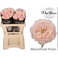 Rosa Hol. Mansfield Park@ 40cm