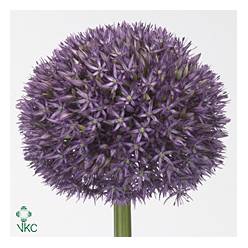 Allium Pinball Wizard 65cm