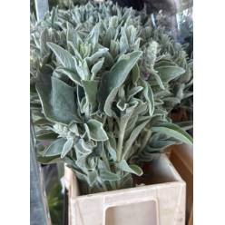 Stachys Silver Finch Italia 50cm 200gr