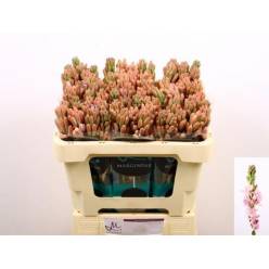 Nardos Hol. Pink Sapphir 70cm Rs.